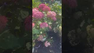 TreeTipTuesday Hydrangea arborescens Incrediball Blush [upl. by Meekyh]