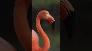 Up Close with a Flamingo  Galápagos Islands  Lindblad Expeditions [upl. by Wood]