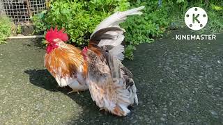 Japanese Bantam Chicken [upl. by Etteyafal]