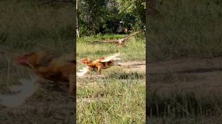 Changeable Hawk Eagle trying hunt a big hen on the ground amazing [upl. by Alexina]