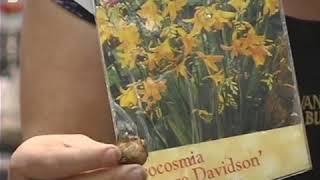 Planting Crocosmia George Davidson Bulbs [upl. by Teloiv316]