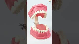 iDENTical Big Brushing Model with Tongue MD101  Patient Education Tool for Oral Hygiene dentist [upl. by Annehs]