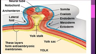 Development in chick embryocleavage morula blastula Gastrula notochord formation Neurulation [upl. by Range]