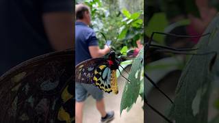 Exploring a Beautiful Butterfly Conservatory amp Garden butterfly garden plants flowers [upl. by Hekker579]