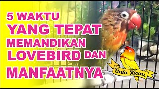 WAKTU YANG TEPAT MEMANDIKAN LOVEBIRD DAN MANFAATNYA [upl. by Waddell]