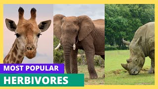 Most Popular Herbivore Animals Examples with Names amp Facts [upl. by Glenda194]