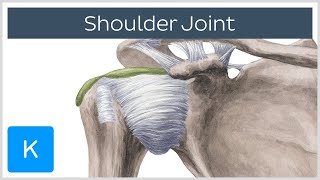 Shoulder joint Movements bones and muscles  Human Anatomy  Kenhub [upl. by Doralia751]