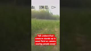 Tall Unidentified Creature Stands Up in Weed Field on Camera Scaring People Away Bigfoot Dogman [upl. by Nandor91]