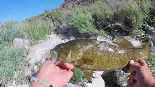 Epic Snake River Canyon Hike low Water Levels bring out the Big Fish [upl. by Ilrahs]