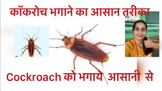 How To Clean Cockroach from Home  Cockroach Cleaning Easy Trick [upl. by Natassia931]