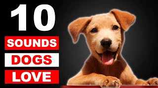 Top 10 Sounds Dogs Love To Hear The Most GUARANTEED [upl. by Assiluy]