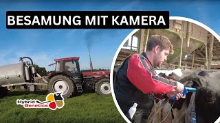 Kühe melken auf Pachtbetrieb mit Weidehaltung und Kreuzungszucht landwirtschaft rinderzucht [upl. by Elatnahs]