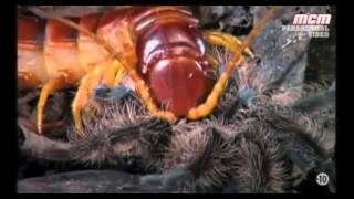 Les insectes de la Belle ÉpoqueLA SCOLOPENDRE GÉANTE Video Paranormale sqauadf4tihwn2 [upl. by Leirda893]