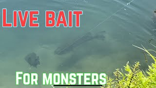 BASS FISHING with LIVE BAIT  EASY WAY TO CATCH MORE BASS [upl. by Lihcox]