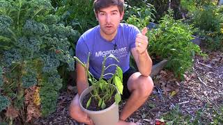 A Complete Walkthrough How to Bring Peppers Indoors to Overwinter [upl. by Notnel]