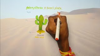 Photosynthesis in desert plants  Life processes Class 10th [upl. by Suriaj]