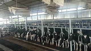 P2100 Delaval Milking Machine [upl. by Ameekahs]