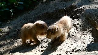 Süße Präriehunde im Tiergarten Zoo Schönbrunn [upl. by Baum]