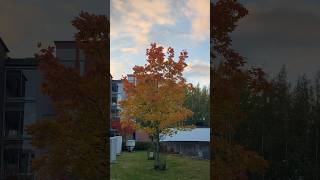 Espoo Finland  It’s Autumn Season 🇫🇮 highlightseveryone fypシ fyp everyone [upl. by Aiceled]