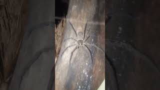 Wow 😱 Spiders 🕷️chicken spiderhouse spiderhome giantinsect insects spiderhoushed arachnid gi [upl. by Yelsek133]