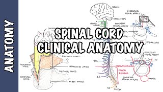 Spinal Cord  Clinical Anatomy and Physiology dermatomes blood supply shingles lumbar puncture [upl. by Ennahgiel]