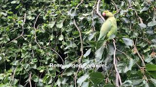 Roseringed Parakeet [upl. by Heron295]