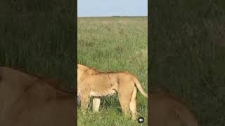 ✨Affrontement Lionne VS Léopard savane wildlife animals lion leopard [upl. by Yelik]