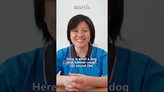 All About Kennel Cough In Dogs kennelcough petwellness gracevet gracevetcentre penangvet fyp [upl. by Maleeny762]