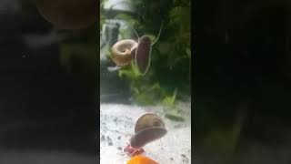 My New Planorbis fishing fish aquarium aquariumfish youtubeshorts youtubreels views msdfans [upl. by Akers741]