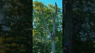 Daves Tree Removal Inc  Tree Service Medina OH treeservice local Stihl Logging chainsaw tree [upl. by Thirion216]