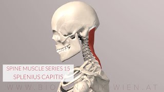 Splenius Capitis Spine Series 15 Neck Muscles 3D Animation [upl. by Zusman]