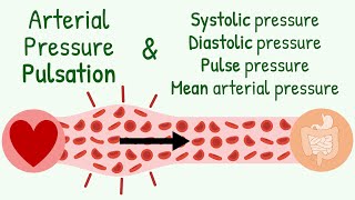 SystolicDiastolic Pressure Pulse Pressure Mean Arterial Pressure amp Transmission of Pressure Pulse [upl. by Anrol]