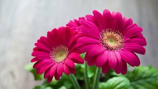 Top most beautiful Gerbera Daisy Flowers in the World  Beautiful Gerbera [upl. by Nilra]