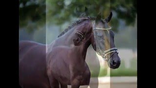 2010 gelding by Sir Donnerhall x De Niro [upl. by Tennes76]