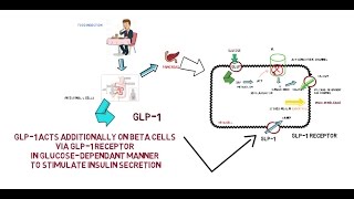 GLP1  Mechanism of Action [upl. by Rooker590]