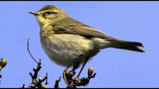 Willow Warbler Bird call Bird song [upl. by Eedolem]