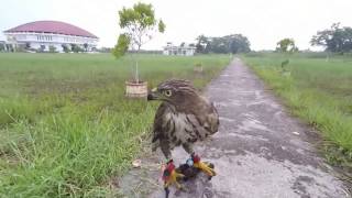 Hunting with crested goshawk quotspeedyquot [upl. by Roxine427]