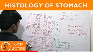 Draw histological diagram of Stomach in 2 minutes  Rapid Histology  Amits Lectures  UHS [upl. by Anomahs965]