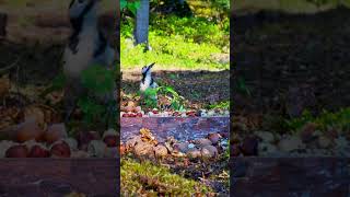 Aggressive woodpecker at feeder birds birdfeeder nature wildlife [upl. by Llekram]