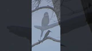 Merops leschenaulti birds mangrove wildlife natureshorts [upl. by Aivan585]