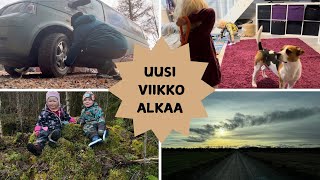 VIIKON ALKU  OSTOKSIA JA KUIVAUSRUMMUN PURKUA  ARKIVLOG [upl. by Gotthard]