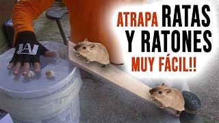 LA MEJOR TRAMPA CASERA PARA ATRAPAR RATAS Y RATONES Sin Matarlos [upl. by Cirdet]