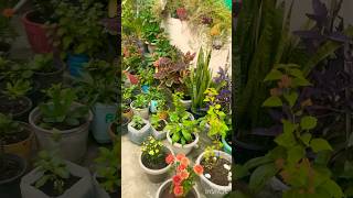 Decorating home with plants 🪴 and beautiful flowers 🌺 houseplants youtubeshorts viralvideo [upl. by Einaoj895]