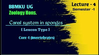 Leucon type Canal system in sponges  BSc Ug  Zoology Hons  BBMKU [upl. by Ettenig]