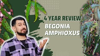 Begonia amphioxus Review  4 Years Later  Is it Fussy  Toxic Looking Houseplant [upl. by Bum22]