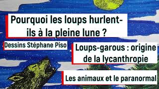 MYSTÈRE  POURQUOI LES LOUPS HURLENT ILS A LA LUNE   LOUPSGAROUS  Quelles sont leurs origines [upl. by Utter]