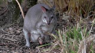 Dusky Pademelon Peeks Out Of The Pouch At Chester Zoo [upl. by Leahcimrej476]