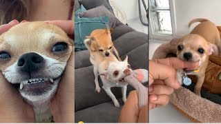 Chihuahua 2022mreviatarchip ozerimreviatar chip lazy dogFunny Dogs Reaction [upl. by Mcclees287]