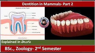 Dentition in mammals  Part 2  Dental Formula  Structure of Teeth  HSR Bioinfo [upl. by Joette]