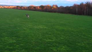 Saluki cross Lurcher running free [upl. by Agnimod]